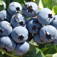 Черника Чандлер купить