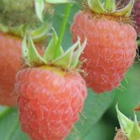 Малина Дабл Голд купить