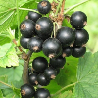 Смородина черная Ориана (3 шт.) купить