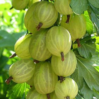 Агрус Інквіта купить