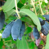 Жимолість Індіго Джем купить