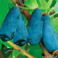 Жимолость Амур купить