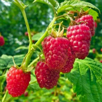 Малина Ляшка купить