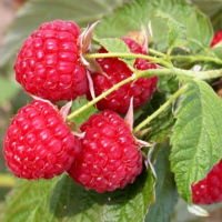 Малина Крепыш купить