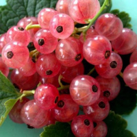 Смородина розовая Чудесная купить