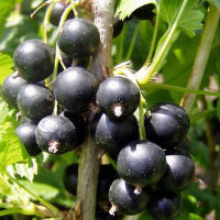 Смородина черная Багира купить