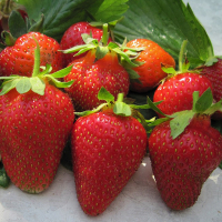 Суниця садова Роксана купить