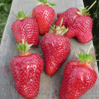 Земляника садовая Азия купить