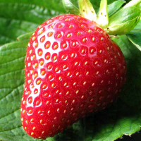 Суниця садова Світ Ен купить