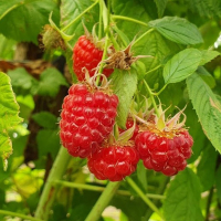 Малина Квелли купить