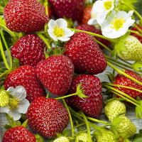 Земляника садовая Румба купить