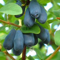 Жимолость Югана купить