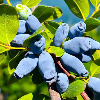 Жимолость Аврора купить