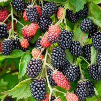 Ежевика Лохнес купить