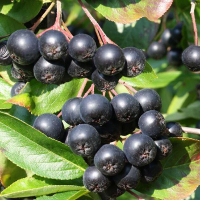 Арония Викинг купить