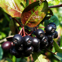 Арония Неро купить