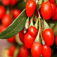 Годжи Биг Берри купить