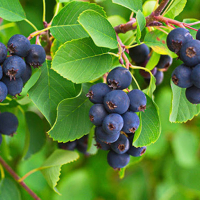 Ірга Ламарка купить