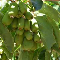 Актинидия Крупноплодная купить