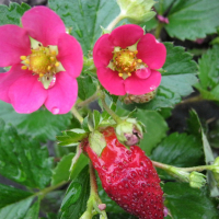 Клубника Тоскана купить