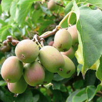 Актинидия Загадочная+опылитель купить