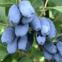 Жимолость Борреал Бьюти купить