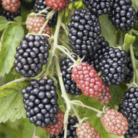 Ожина Дойл купить