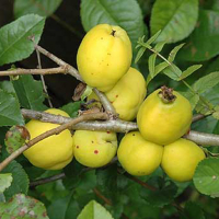 Хеномелес купить