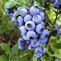 Черника Эллиот купить