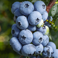 Черника Сиерра купить