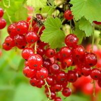 Смородина красная Роднеус (3 шт) купить