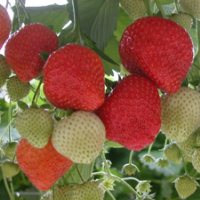 Суниця садова Соната (3шт) купить