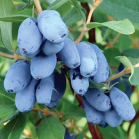 Жимолость Бореал Бист купить