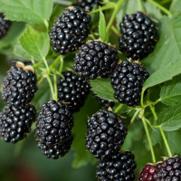 Ежевика Черная Магия купить