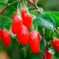 Годжі Суперфрут купить