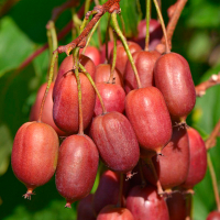 Актинідія Скарлет Септембер купить