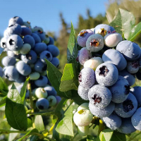 Чорниця Дарроу купить