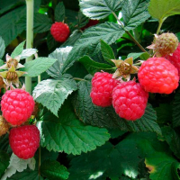 Малинове дерево Глен Эмпл купить