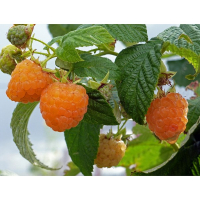 Малина Утренняя Роса купить