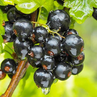 Смородина Черный Бумер купить