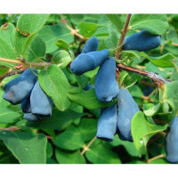 Жимолість Блакитне веретено купить