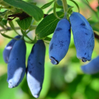 Жимолость Крупноплодная купить