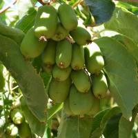 Актинідія Київська великоплідна купить