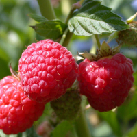 Малина красная Полана купить