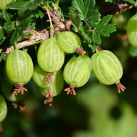 Крыжовник купить