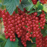 Смородина красная Джонкер Ван Тетс купить