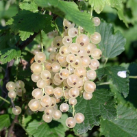 Смородина Белая Снежана купить