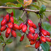 Барбарис съедобный купить