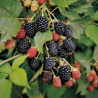 Ежевика Тройная Корона купить