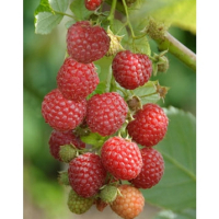 Малина Кенбi купить